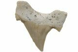 Fossil Shark Tooth (Otodus) - Morocco #211855-1